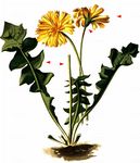 Stinkender Hainsalat - Aposeris foetida (L.) Less. 