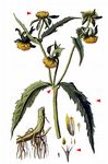 Nickender Zweizahn - Bidens cernuus L. 
