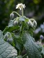 Borage - Borago officinalis L.