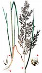 Wolliges Reitgras - Calamagrostis villosa (Chaix) J. F. Gmel. 