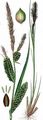 Steife Segge - Carex elata All.