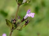Kleinblütige Bergminze - Clinopodium nepeta (L.) Kuntze 