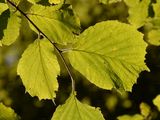 Hazel - Corylus avellana L.