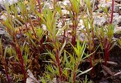 Rosemary Willowherb - Epilobium dodonaei Vill.