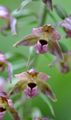 Rotbraune Stendelwurz - Epipactis atrorubens (Hoffm.) Besser