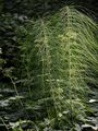 Riesen-Schachtelhalm - Equisetum telmateia Ehrh.