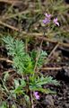 Common Stork's-Bill - Erodium cicutarium (L.) L'Hér.