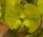 Wood Spurge - Euphorbia amygdaloides L.