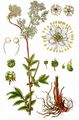 Echtes Mädesüß - Filipendula ulmaria (L.) Maxim.
