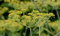 Gewöhnlicher Fenchel - Foeniculum vulgare Mill.