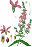 Blut-Weiderich - Lythrum salicaria L. 