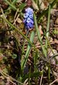 Compact Grape-Hyacinth - Muscari botryoides (L.) Mill.