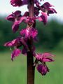 Männliches Knabenkraut - Orchis mascula (L.) L.