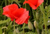 Klatsch-Mohn - Papaver rhoeas L.