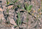 Ziz' Habichtskraut - Pilosella ziziana (Tausch) F. W. Schultz & Sch. Bip.