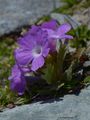 Behaarte Schlüsselblume - Primula hirsuta All.