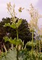 Rhubarb - Rheum rhabarbarum L.