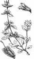 Acker-Ziest - Stachys arvensis (L.) L.