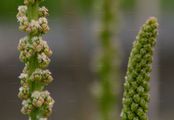 Sea Arrowgrass - Triglochin maritima L.