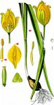 Wilde Tulpe - Tulipa sylvestris L. 