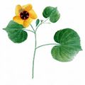 Velvetleaf - Abutilon theophrasti Medik.