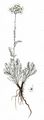 Bittere Schafgarbe - Achillea clavennae L.