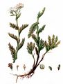 Edle Schafgarbe - Achillea nobilis L.
