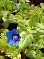 Blue Pimpernel - Anagallis foemina Mill.