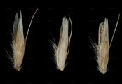 Bog Hair-Grass - Aristavena setacea (Huds.) F. Albers & Butzin