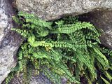 Ladder Spleenwort - Asplenium adulterinum Milde
