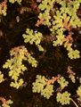 Großer Algenfarn - Azolla filiculoides Lam.