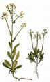 Buckler-Mustard - Biscutella laevigata L.
