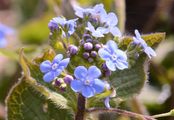 Great Forget-Me-Not - Brunnera macrophylla (Adams) I. M. Johnst.