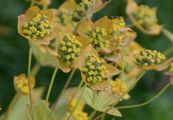 Long-Leaved Hare's-Ear - Bupleurum longifolium L.