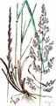 Narrow Small-Reed - Calamagrostis neglecta (Ehrh.) G. Gaertn. & al.