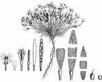 Alpen-Schaumkraut - Cardamine alpina Willd.