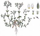 Little Mouse-Ear - Cerastium semidecandrum L.