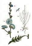Gewöhnliche Wegwarte - Cichorium intybus L. 