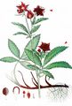 Marsh Cinquefoil - Comarum palustre L.