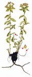 Vielfarbige Wolfsmilch - Euphorbia epithymoides L. 