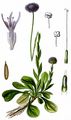 Gewöhnliche Kugelblume - Globularia bisnagarica L.