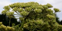 Giant Hogweed - Heracleum mantegazzianum Sommier & Levier
