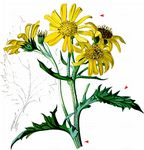 Berg-Greiskraut - Jacobaea subalpina (W. D. J. Koch) Pelser & Veldkamp 
