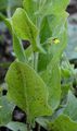Round-Leaved Fluellen - Kickxia spuria (L.) Dumort.