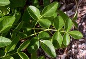Breitblättriges Laserkraut - Laserpitium latifolium L.