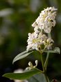 Wild Privet - Ligustrum vulgare L.