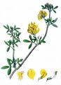 Sickle Medick - Medicago falcata L.