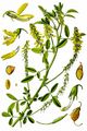 Ribbed Melilot - Melilotus officinalis (L.) Lam.
