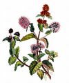 Water Mint - Mentha aquatica L.