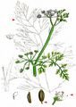 River Water-Dropwort - Oenanthe fluviatilis (Bab.) Coleman